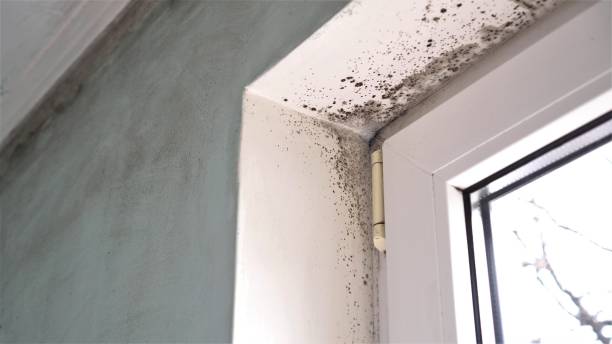 Environmental Consulting for Mold Prevention